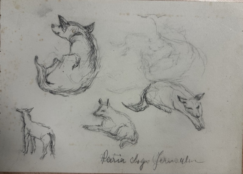 Henrietta Pilkington, 'Paria' dogs, Jerusalem